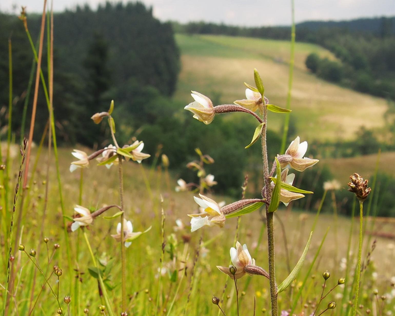 Helleborine, Marsh